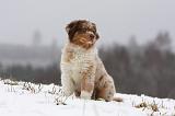 BERGER AUSTRALIEN PUPPIES 468